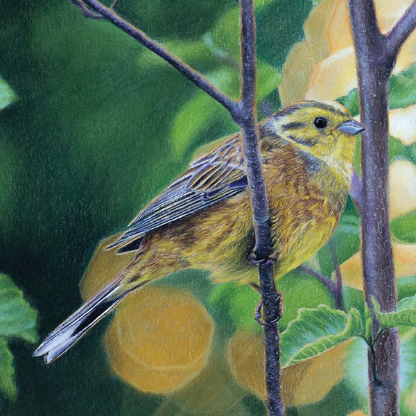 Mikhail Vedernikov: Yellowhammer by Mikhail Vedernikov