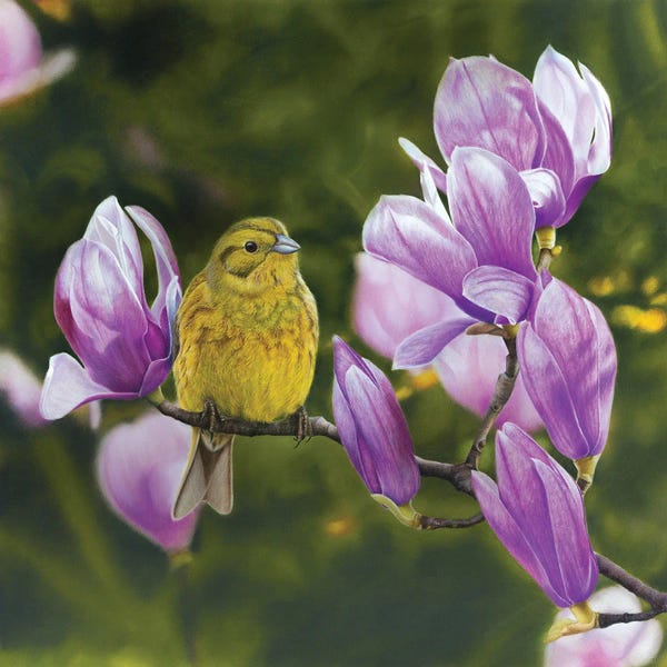 Mikhail Vedernikov: Yellowhammer III by Mikhail Vedernikov