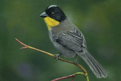 Yellow-Throated Brush Finch by Mikhail Vedernikov metal wall art
