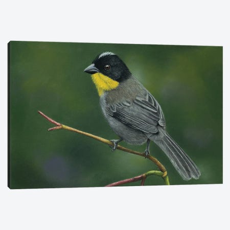 Yellow-Throated Brush Finch Canvas Print #MIV102} by Mikhail Vedernikov Canvas Wall Art