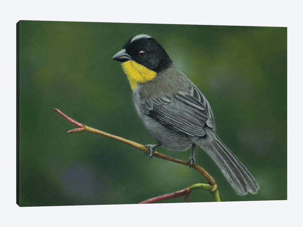 Yellow-Throated Brush Finch by Mikhail Vedernikov 1-piece Canvas Art