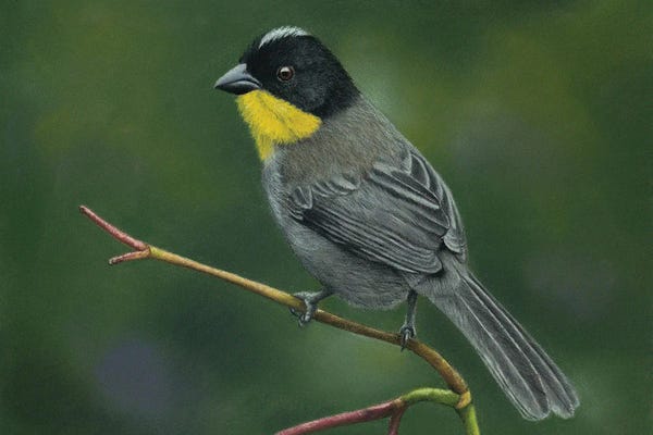 Mikhail Vedernikov: Yellow-Throated Brush Finch by Mikhail Vedernikov