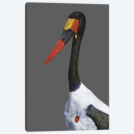Saddle-Billed Stork Canvas Print #MIV103} by Mikhail Vedernikov Canvas Art
