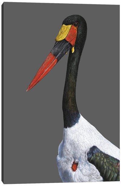 Saddle-Billed Stork Canvas Art Print - Mikhail Vedernikov