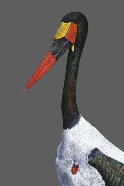 Storks: Saddle-Billed Stork by Mikhail Vedernikov