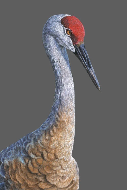 Sandhill Crane