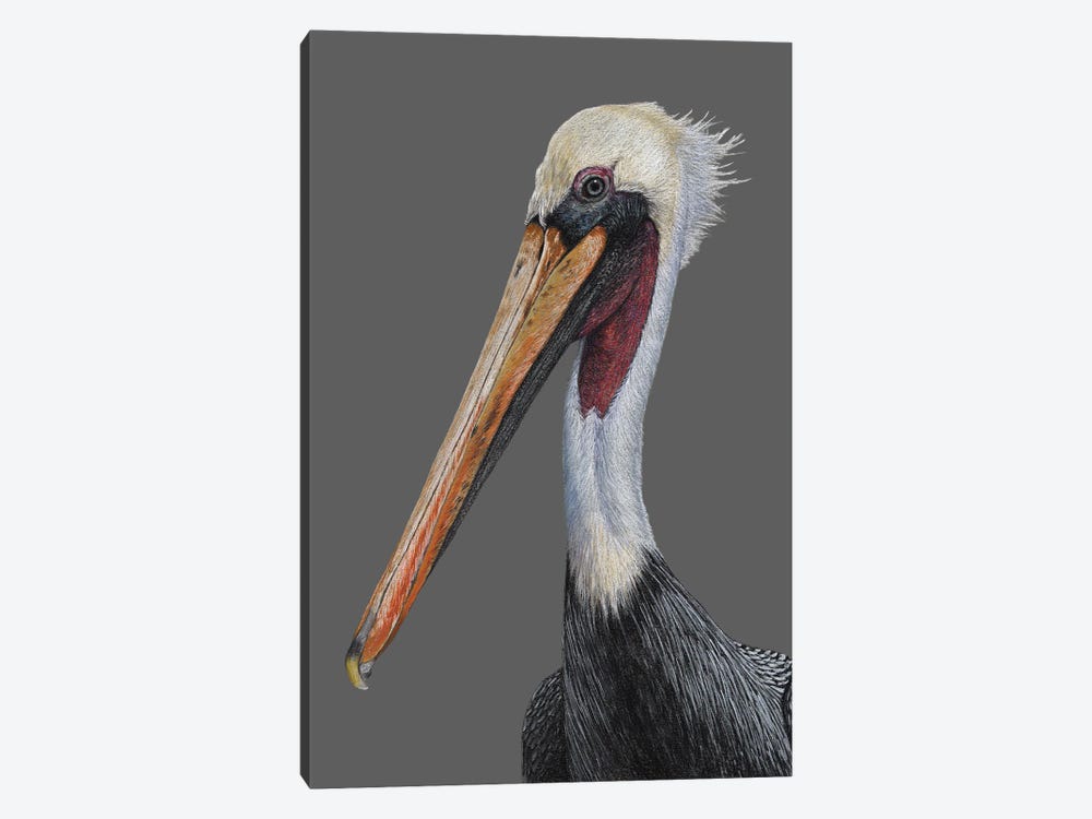 Brown Pelican by Mikhail Vedernikov 1-piece Canvas Wall Art