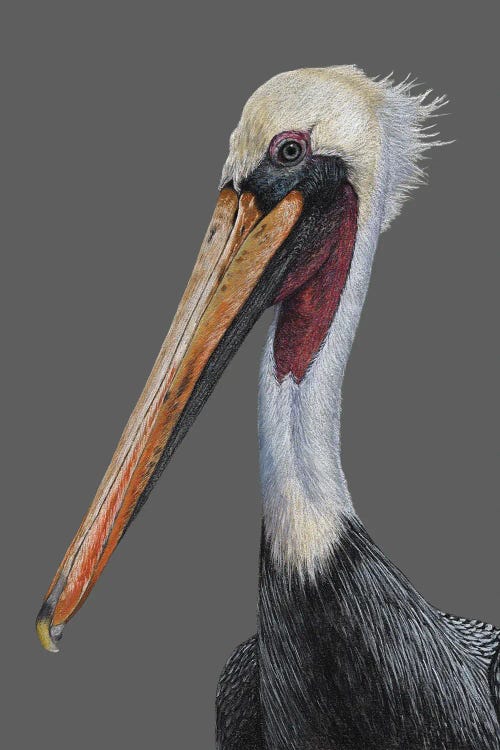 Brown Pelican