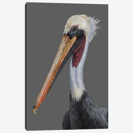 Brown Pelican Canvas Print #MIV106} by Mikhail Vedernikov Art Print