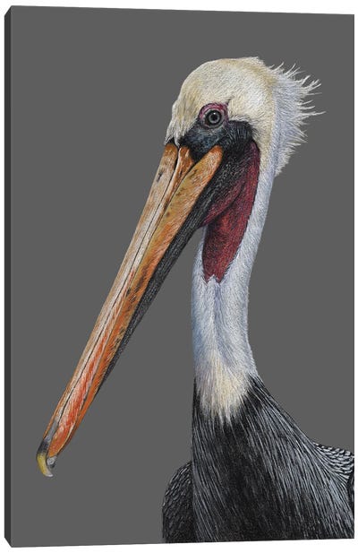 Brown Pelican Canvas Art Print - Mikhail Vedernikov