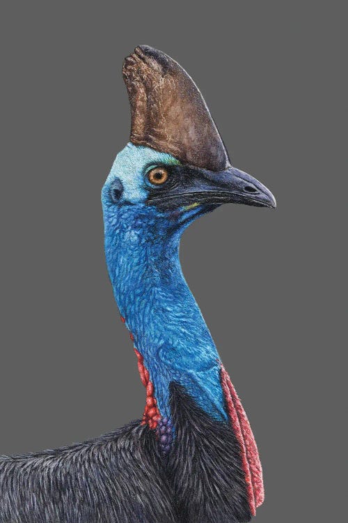 Southern Cassowary by Mikhail Vedernikov wall art