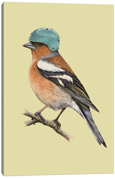 Chaffinch Canvas Art Print - Finch Art