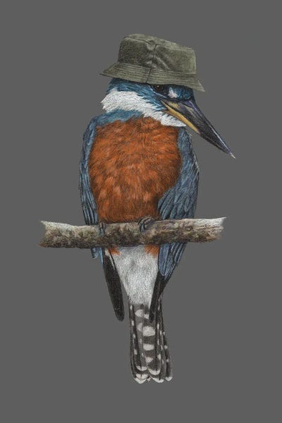 Kingfishers: Ringed Kingfisher by Mikhail Vedernikov