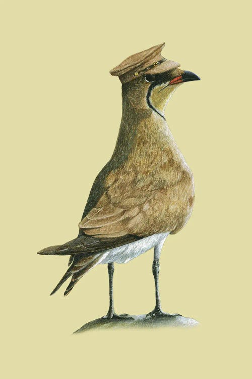 Black-Winged Pratincole