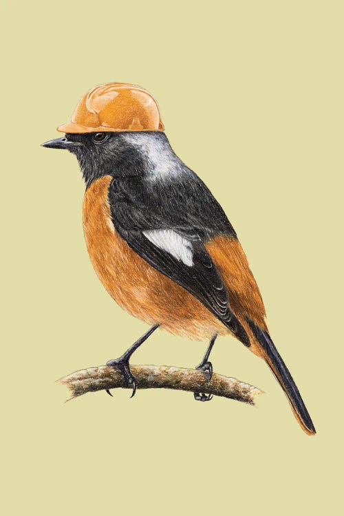 White-Winged Redstart