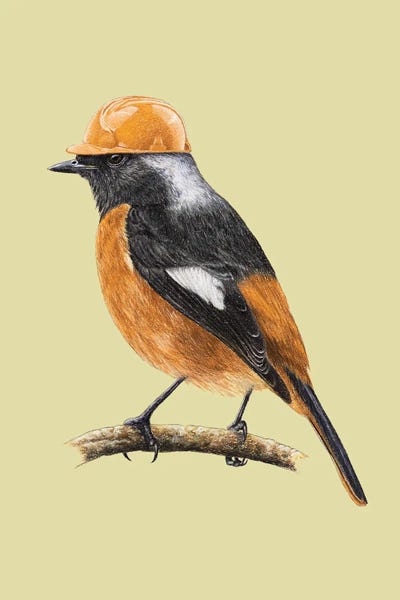 White-Winged Redstart