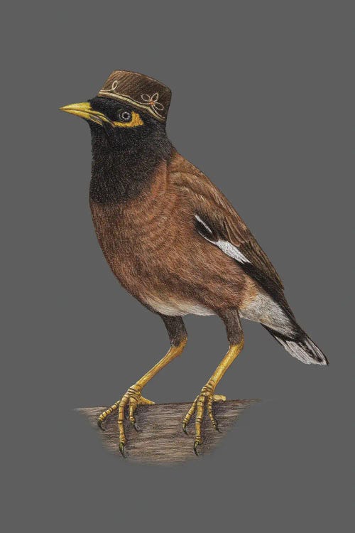 Common Myna