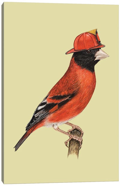 Red Siskin Canvas Art Print - Finch Art