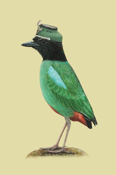 Office Humor: Hooded Pitta by Mikhail Vedernikov