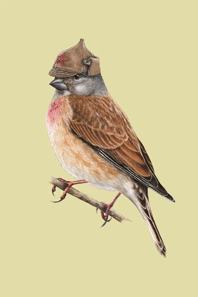 Office Humor: Common Linnet by Mikhail Vedernikov