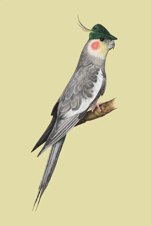 Cockatiel