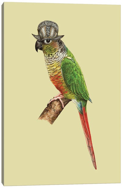 Green-Cheeked Parakeet Canvas Art Print - Mikhail Vedernikov