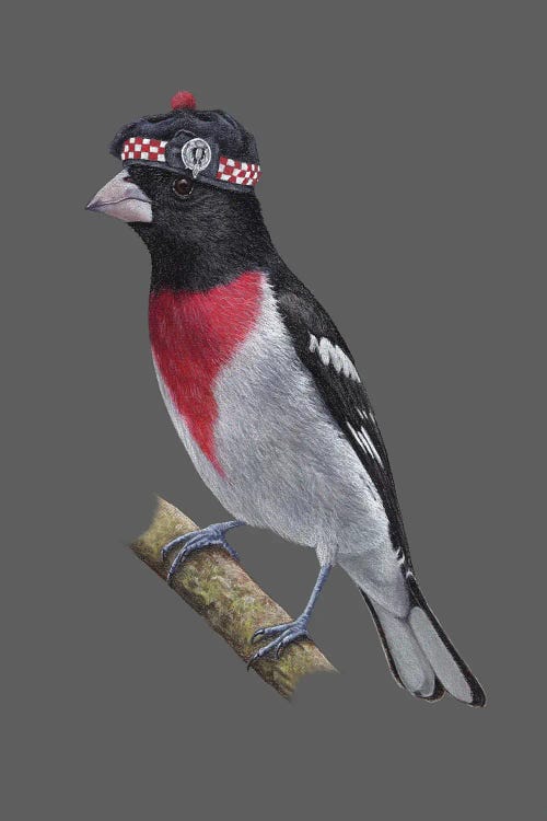 Rose-Breasted Grosbeak II