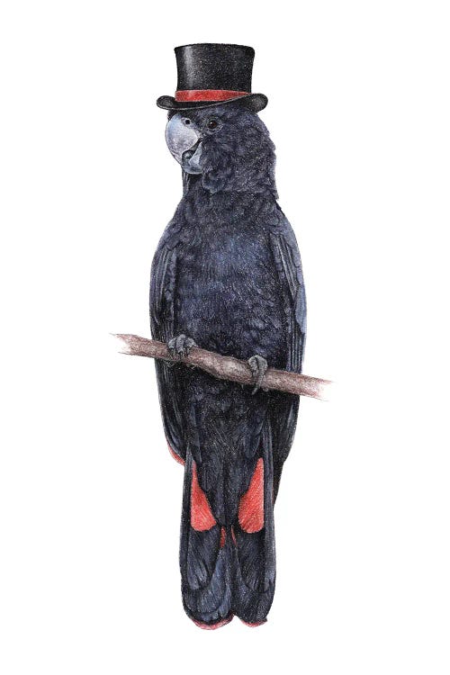 Red-Tailed Black Cockatoo