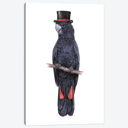 Red-Tailed Black Cockatoo Canvas Print #MIV118} by Mikhail Vedernikov Art Print