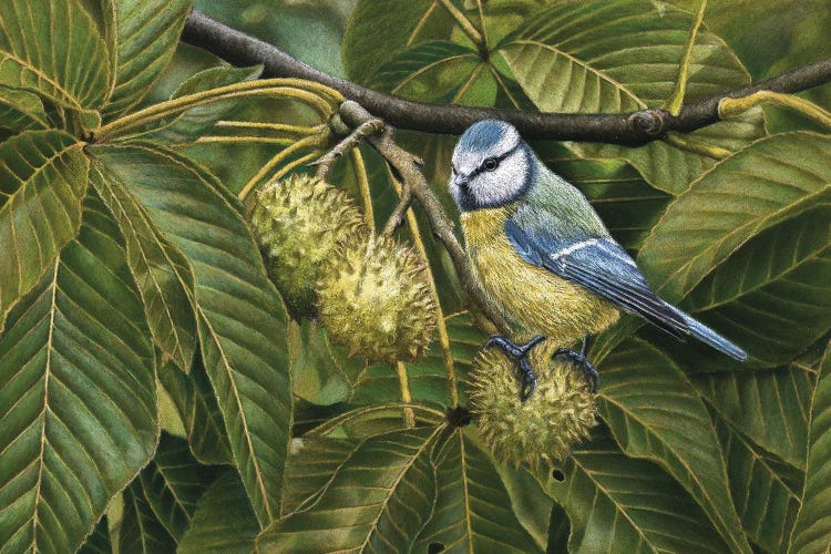 Blue Tit by Mikhail Vedernikov wall art
