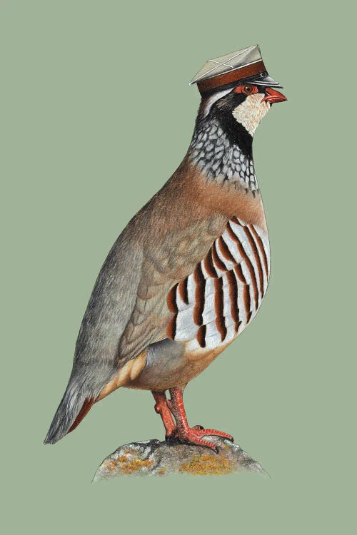 Red-Legged Partridge