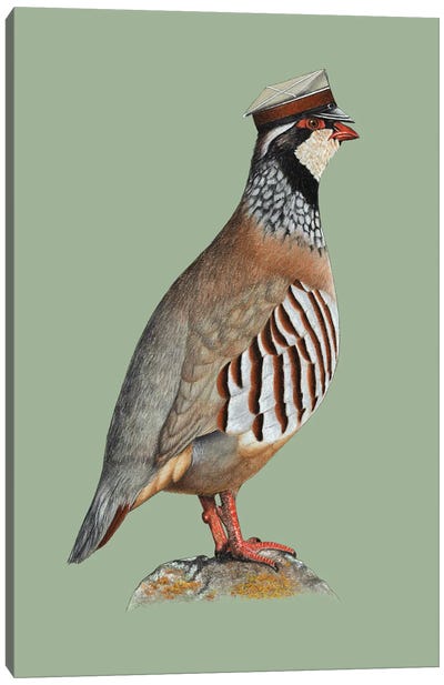 Red-Legged Partridge Canvas Art Print