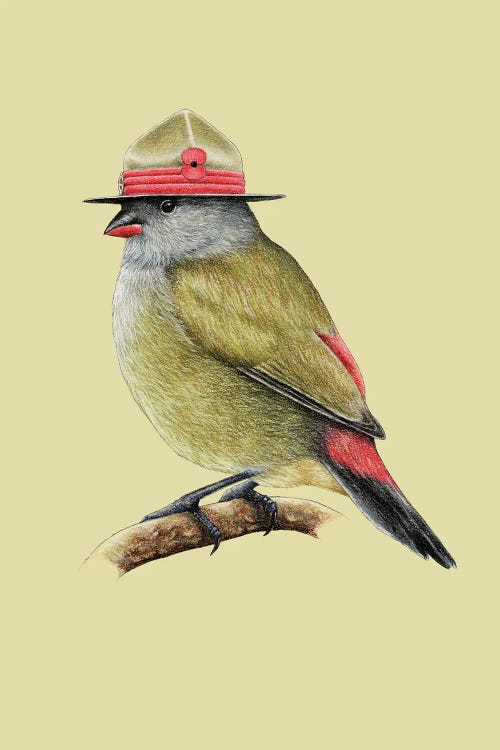 Yellow-Bellied Waxbill