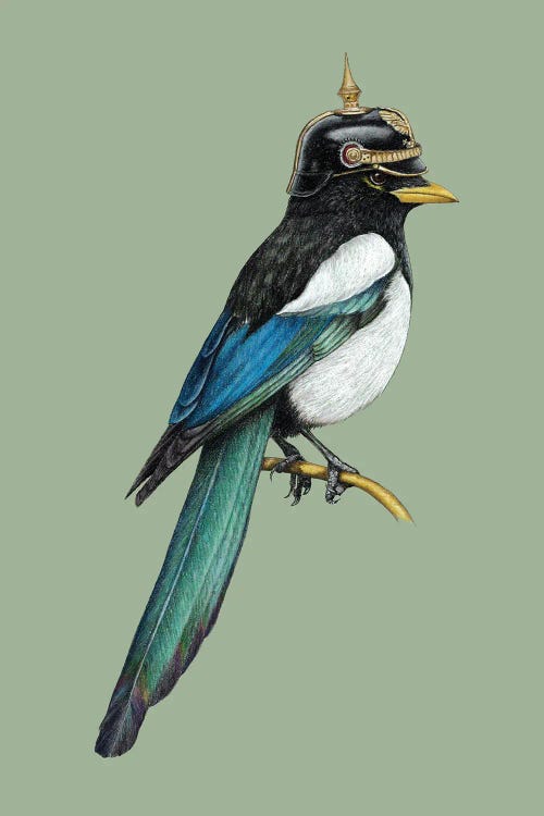 Yellow-Billed Magpie