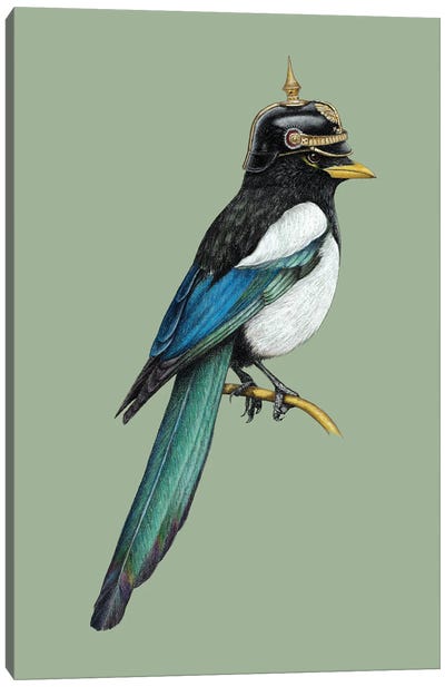 Yellow-Billed Magpie Canvas Art Print - Animal Illustrations