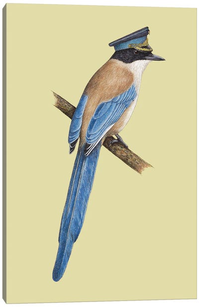 Azure-Winged Magpie Canvas Art Print