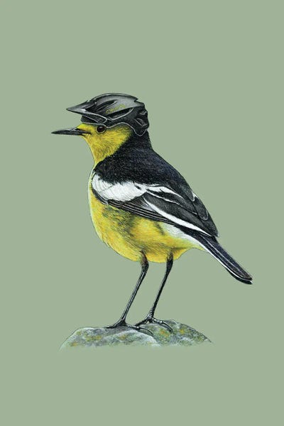 Citrine Wagtail by Mikhail Vedernikov canvas print