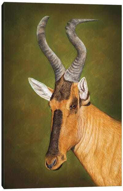 Red Hartebeest Canvas Art Print - Antelope Art