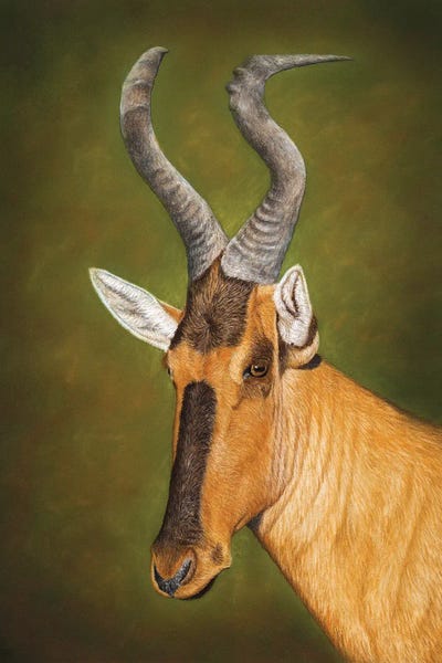 Antelopes: Red Hartebeest by Mikhail Vedernikov