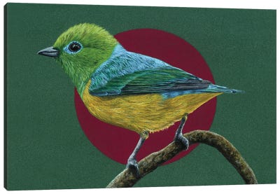 Blue-Naped Chlorophonia Canvas Art Print - The Art of the Feather