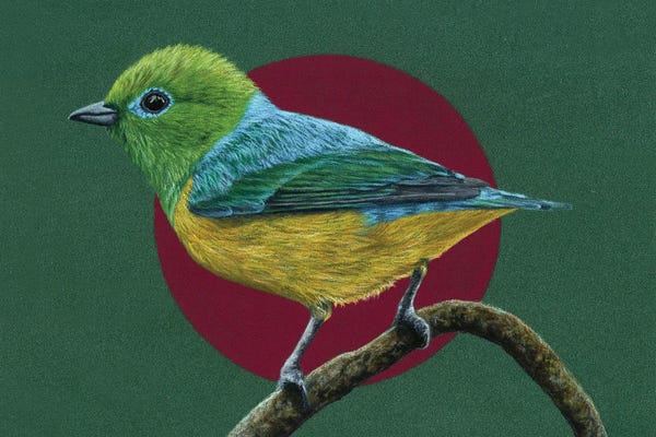 The Art Of The Feather: Blue-Naped Chlorophonia by Mikhail Vedernikov