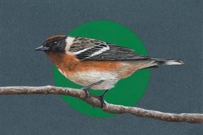 Bay-Breasted Warbler by Mikhail Vedernikov framed wall art