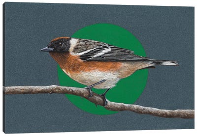 Bay-Breasted Warbler Canvas Art Print - Warbler Art