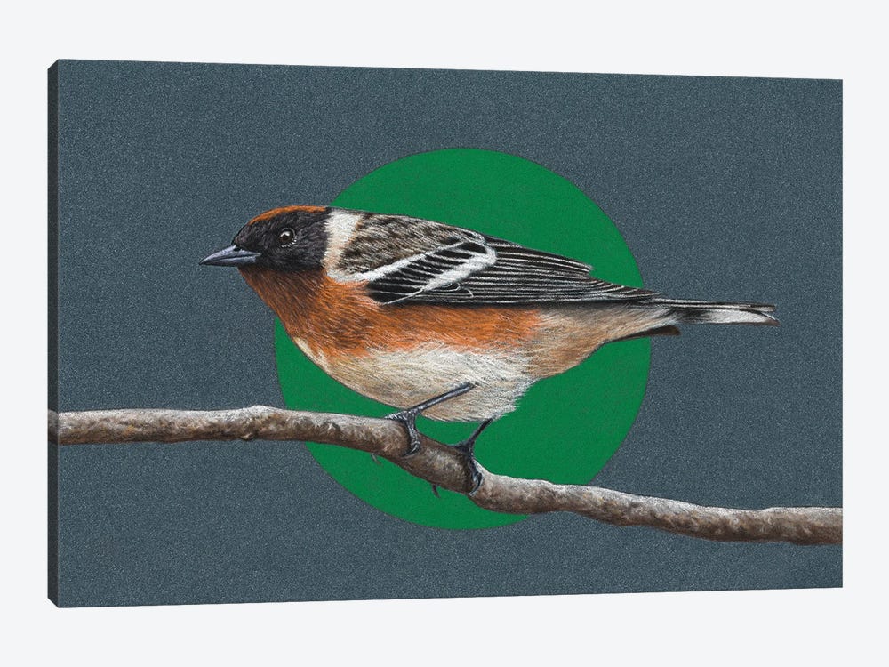 Bay-Breasted Warbler by Mikhail Vedernikov 1-piece Canvas Wall Art