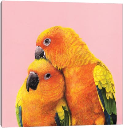 Sun Conure Canvas Art Print - Love Birds
