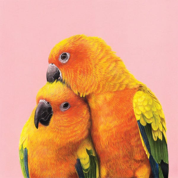 Love Birds: Sun Conure by Mikhail Vedernikov