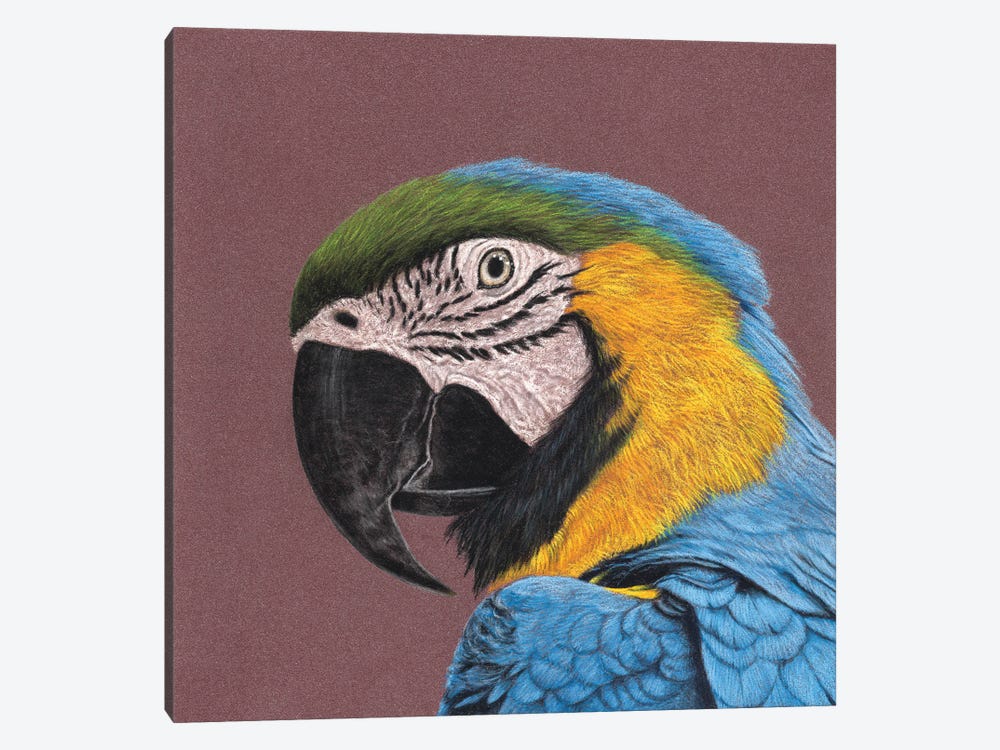 Blue-And-Yellow Macaw by Mikhail Vedernikov 1-piece Canvas Art