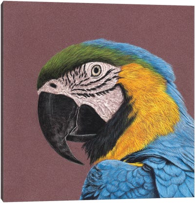 Blue-And-Yellow Macaw Canvas Art Print - The Art of the Feather