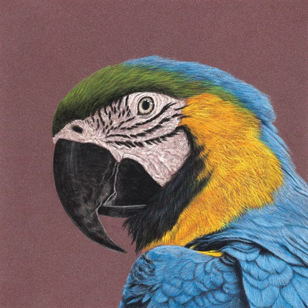 The Art Of The Feather: Blue-And-Yellow Macaw by Mikhail Vedernikov