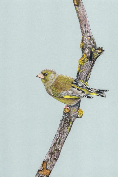 Greenfinch